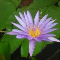 Photo Walk: Lotus